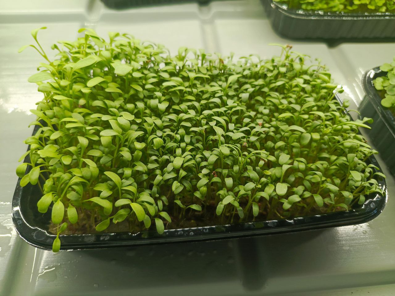 Описание катагории