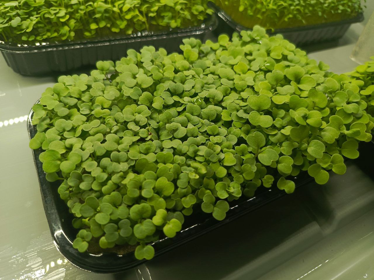 Микрозелень Рукколы