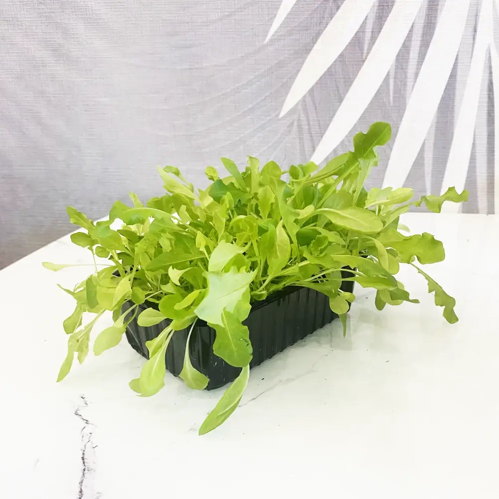 Микрозелень салата