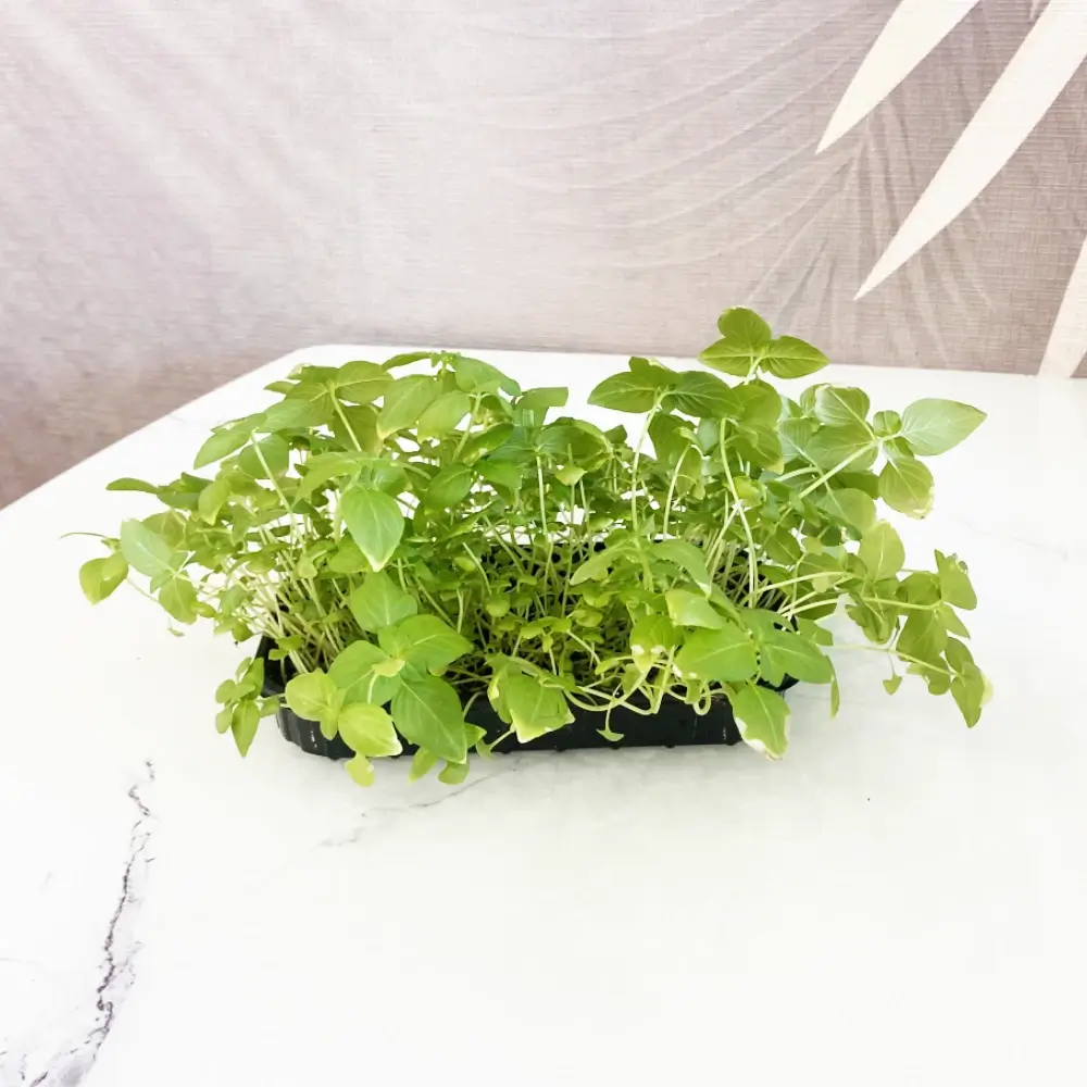 Микрозелень базилика