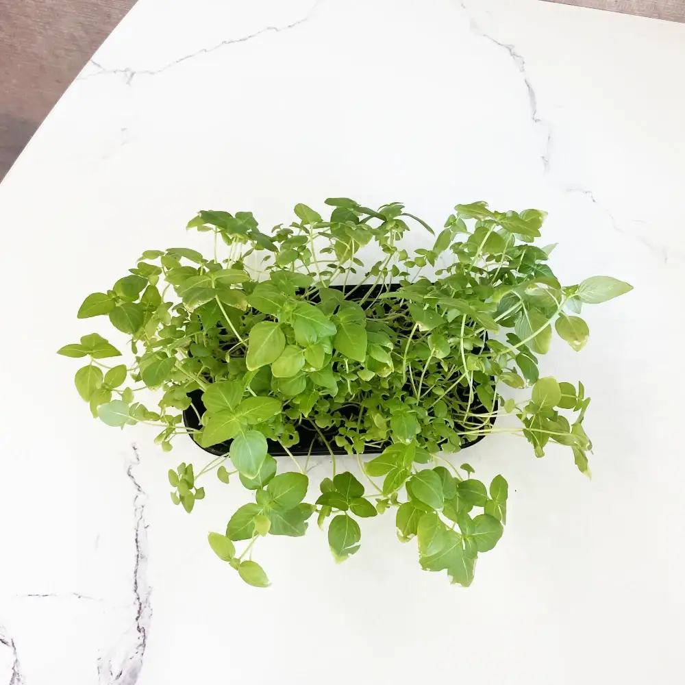 Микрозелень базилика