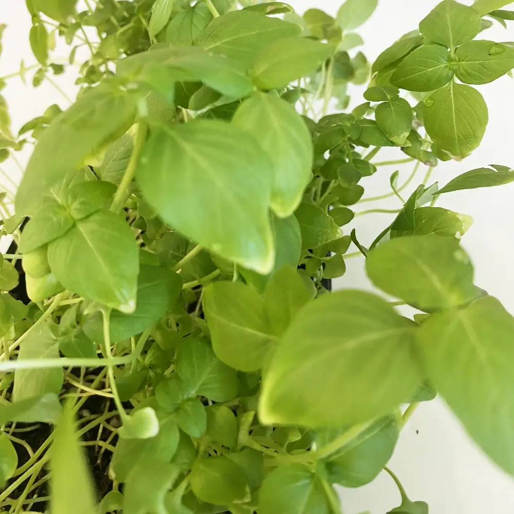 Микрозелень базилика