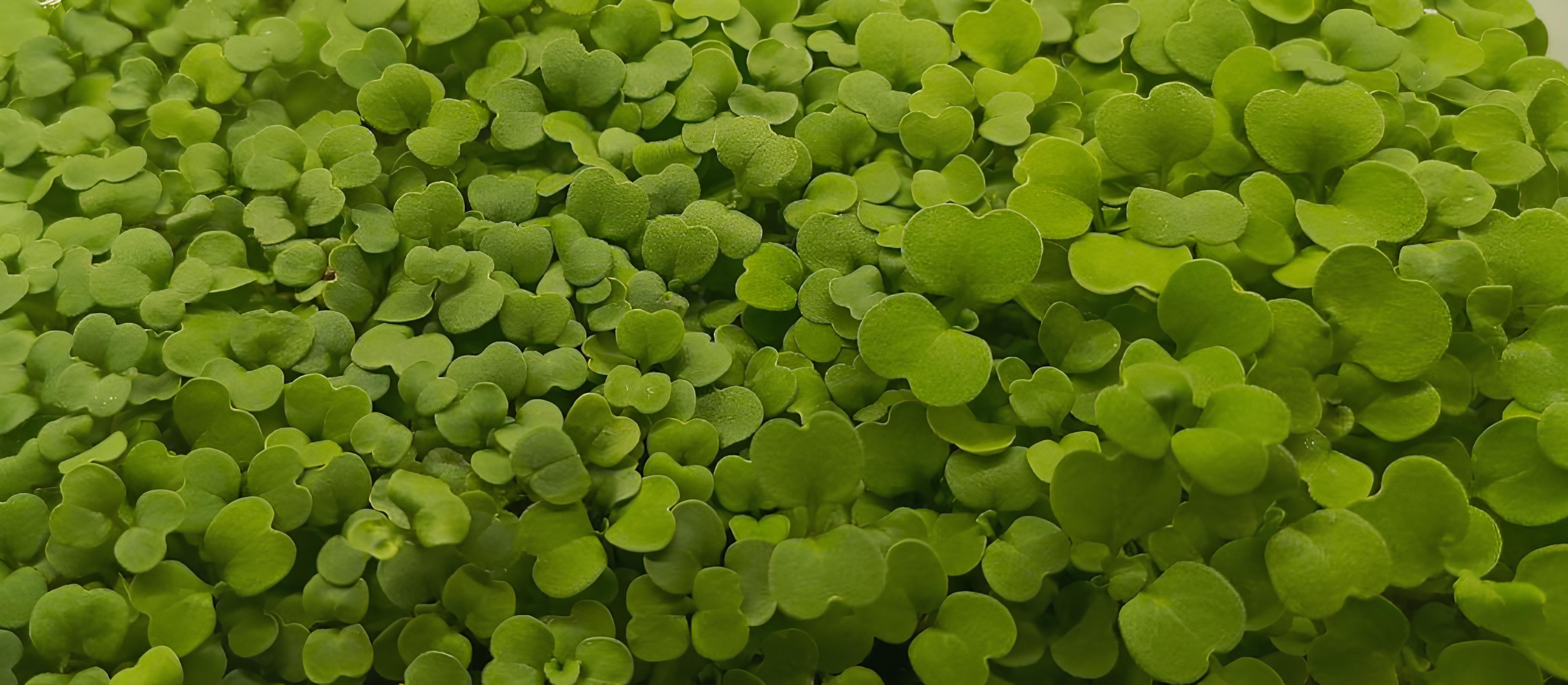 Сити ферма зелени и микрозелени в Барнауле