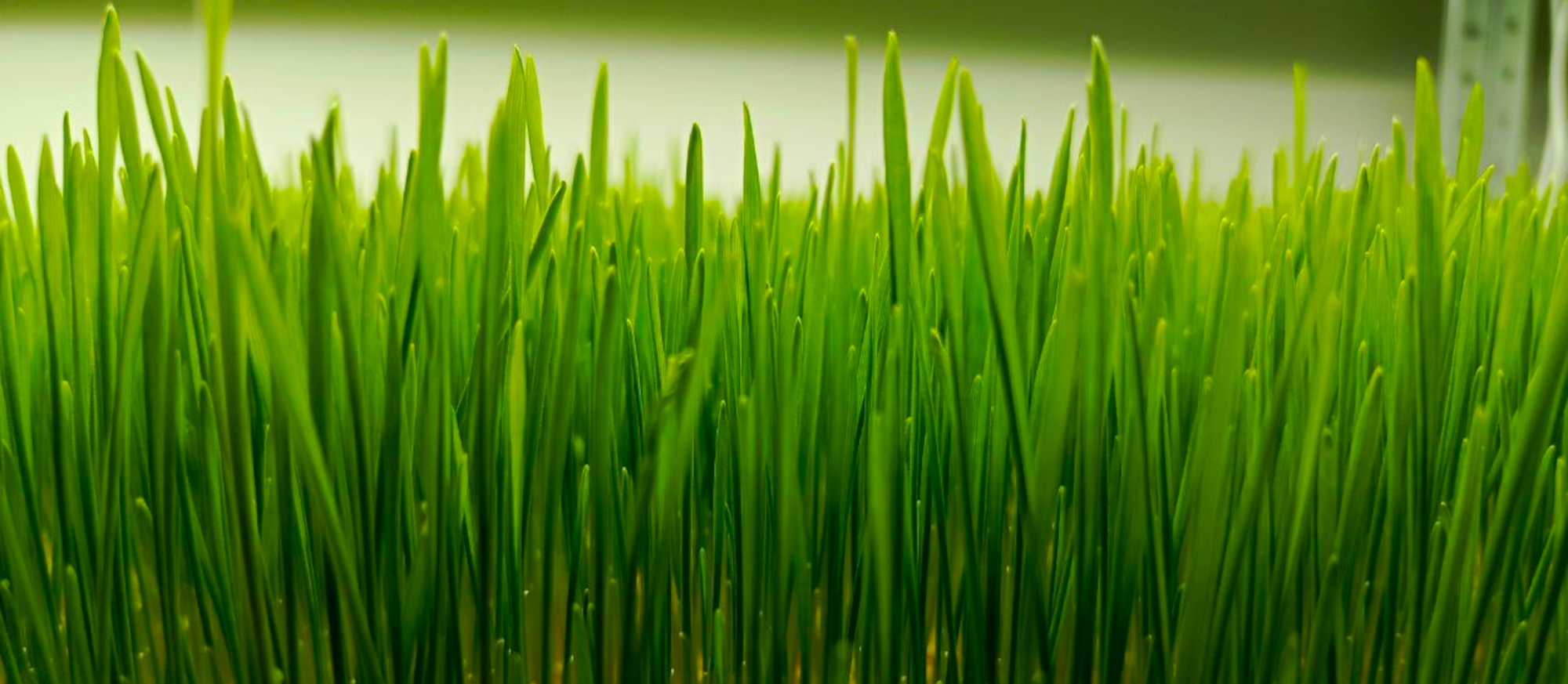 Сити ферма зелени и микрозелени в Барнауле