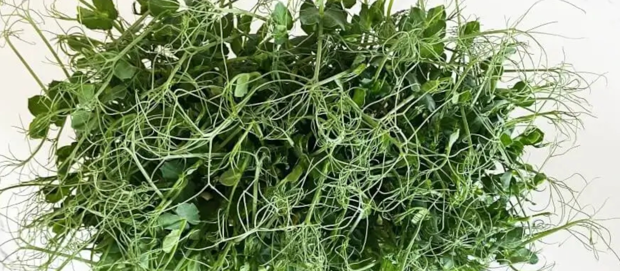 Сити ферма зелени и микрозелени в Барнауле